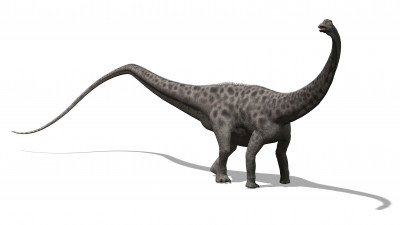 History: Diplodocus: Level 1 activity for kids | PrimaryLeap.co.uk