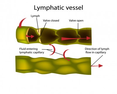 Biology: Immune System: Level 2 activity for kids | PrimaryLeap.co.uk
