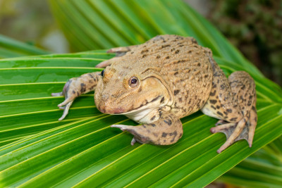 Activity Exercises: All About Amphibians